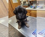 Small Photo #3 German Shepherd Dog Puppy For Sale in BENTON, LA, USA