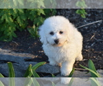 Small #2 Bichon Frise