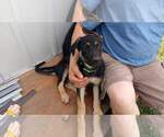 Small Photo #1 German Shepherd Dog Puppy For Sale in BATTLE GROUND, WA, USA