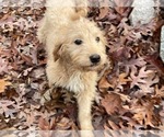 Small Photo #6 Goldendoodle (Miniature) Puppy For Sale in RALEIGH, NC, USA
