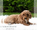 Small #4 Poodle (Miniature)
