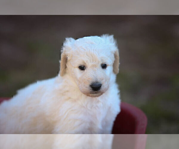 Full screen Photo #1 Pyredoodle Puppy For Sale in EATONTON, GA, USA