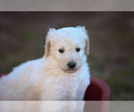 Small Photo #1 Pyredoodle Puppy For Sale in EATONTON, GA, USA