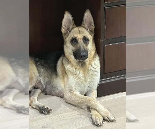Medium Photo #2 German Shepherd Dog Puppy For Sale in Camarillo, CA, USA