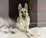 Small #1 German Shepherd Dog