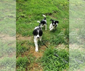 Newfypoo Puppy for sale in COAL CENTER, PA, USA
