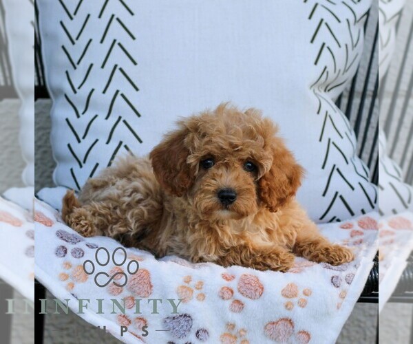 Medium Photo #3 Cavapoo (Miniature) Puppy For Sale in ELIZABETHTOWN, PA, USA