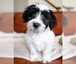 Small #6 Maltese Mix