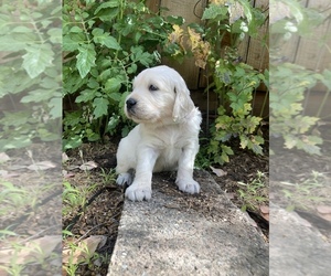 English Cream Golden Retriever Puppy for sale in MARTINEZ, CA, USA