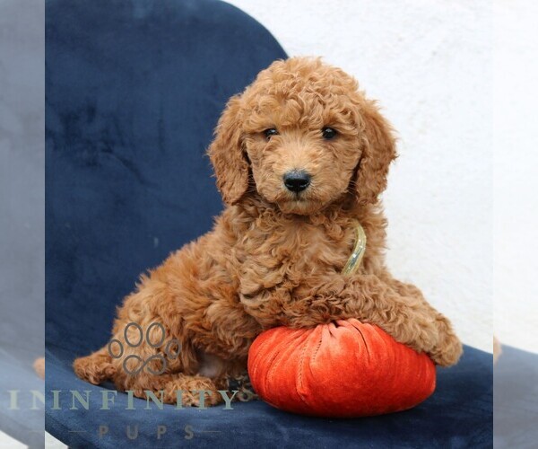 Medium Photo #4 Goldendoodle (Miniature) Puppy For Sale in NARVON, PA, USA