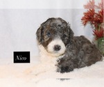 Small #2 Goldendoodle