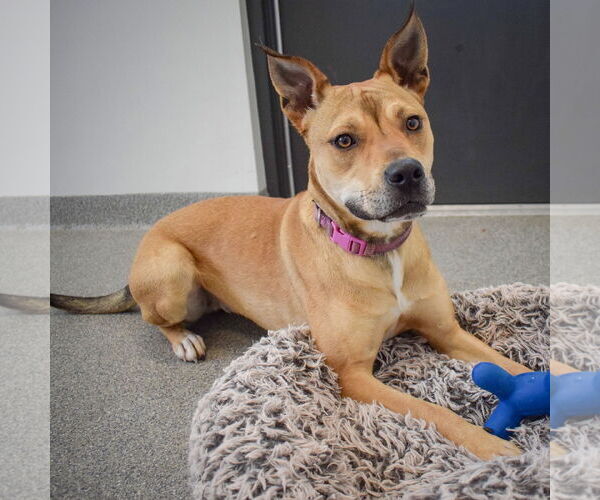 Medium Photo #8 American Staffordshire Terrier-Chinese Shar-Pei Mix Puppy For Sale in Huntley, IL, USA