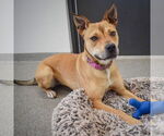 Small #7 American Staffordshire Terrier-Chinese Shar-Pei Mix