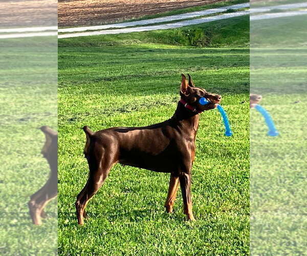 Medium Photo #1 Doberman Pinscher Puppy For Sale in SPRINGFIELD, TN, USA