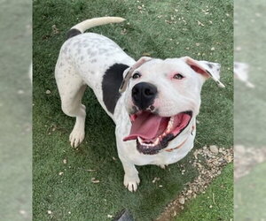 Mustard - Male Mutt Dog for Adoption - Photo #4