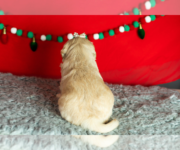 Medium Photo #6 Golden Retriever Puppy For Sale in WOLCOTTVILLE, IN, USA