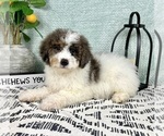 Small #4 Miniature Bernedoodle
