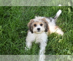 Image preview for Ad Listing. Nickname: Milo