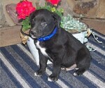 Puppy 4 Labrador Retriever-Unknown Mix