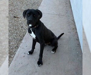 Mutt Dogs for adoption in Goodyear, AZ, USA