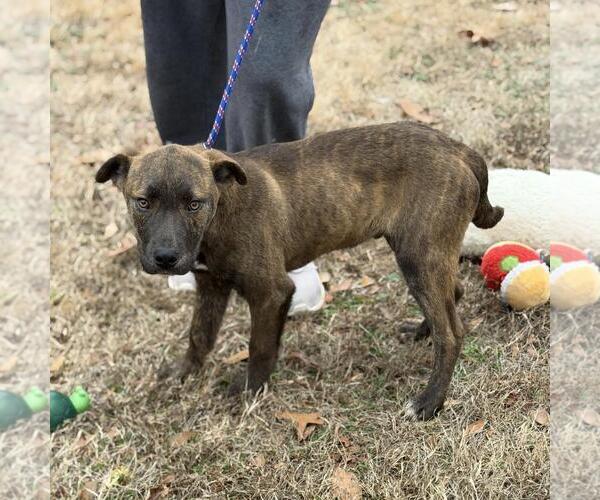 Medium Photo #2 Holland Shepherd-Unknown Mix Puppy For Sale in Yardley, PA, USA