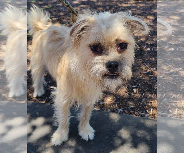 Medium Photo #2 Pug-Shih Tzu Mix Puppy For Sale in Pipe Creek, TX, USA