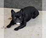 Small Photo #1 French Bulldog Puppy For Sale in CHANDLER, AZ, USA