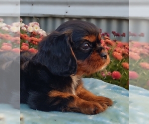 Cavalier King Charles Spaniel Puppy for sale in ELIZABETHTON, TN, USA