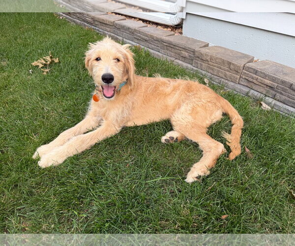 Medium Photo #2 Golden Retriever Puppy For Sale in St. Louis Park, MN, USA