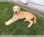 Small #1 Golden Retriever