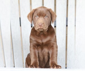 Labrador Retriever Puppy for sale in FREDERICKSBG, OH, USA
