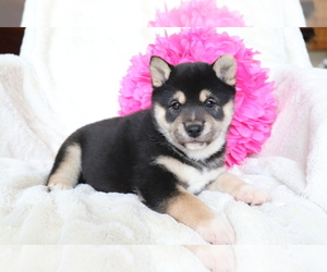 Shiba Inu Puppy for sale in SHILOH, OH, USA