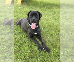 Small #7 Retriever  Mix