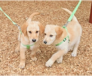 Belgian Malinois-Goldendoodle Mix Litter for sale in LORTON, VA, USA