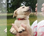 Small #4 Labrador Retriever