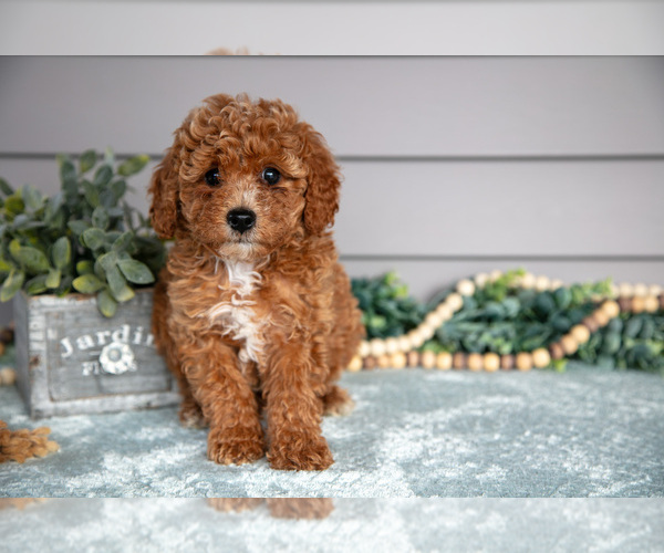 Medium Photo #2 Poodle (Miniature) Puppy For Sale in WOLCOTTVILLE, IN, USA