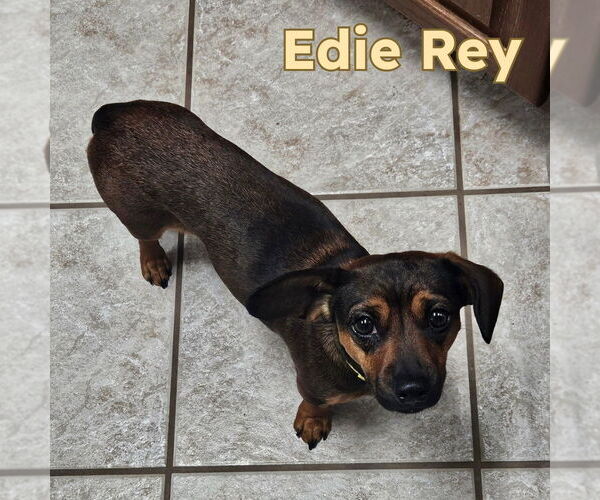 Medium Photo #4 Dachshund-Unknown Mix Puppy For Sale in San Antonio, TX, USA