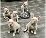 Small #3 French Bulldog