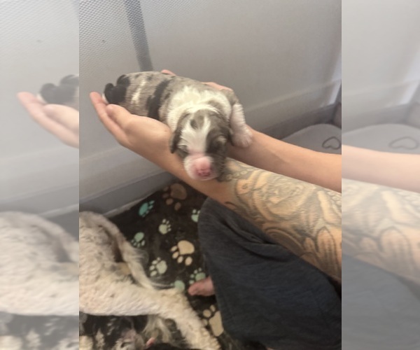 Medium Photo #54 Aussiedoodle-Bernedoodle Mix Puppy For Sale in BELTON, SC, USA