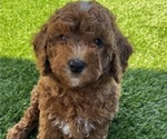 Puppy Chia Goldendoodle (Miniature)