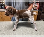 Small Photo #18 German Shorthaired Pointer Puppy For Sale in ALBEMARLE, NC, USA
