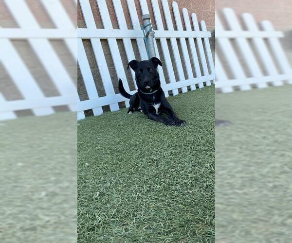 Medium Photo #1 Labrador Retriever-Unknown Mix Puppy For Sale in Modesto, CA, USA