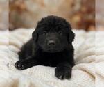 Book Pup - Peppa Pig - Adopted! - Female Labrador Retriever-Unknown Mix Dog for Adoption - Small photo