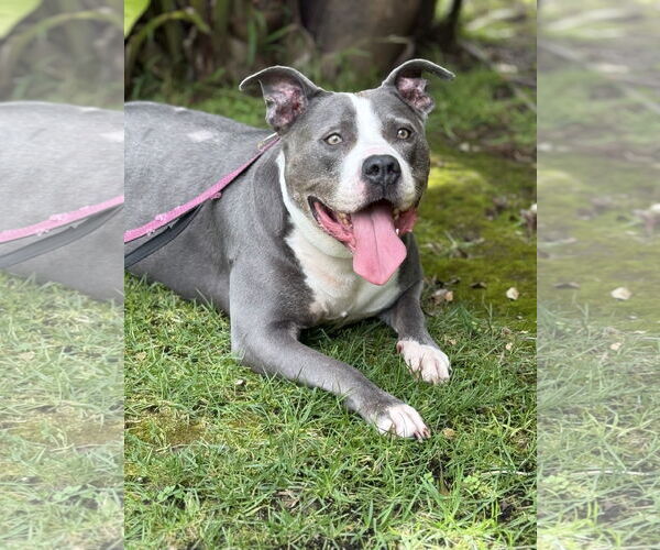 Medium Photo #6 American Pit Bull Terrier Puppy For Sale in Marina Del Rey, CA, USA