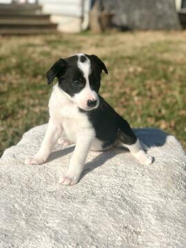 Medium Photo #1 Border Collie Puppy For Sale in WARRENTON, VA, USA