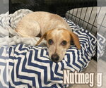 Small #2 Dachshund Mix