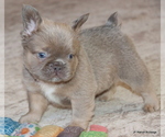 Small #8 French Bulldog