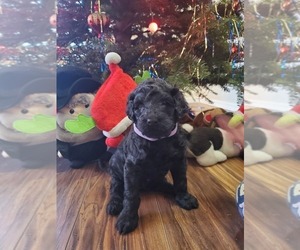 Double Doodle Puppy for sale in AURORA, CO, USA