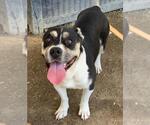 Small #1 American Pit Bull Terrier Mix