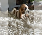 Small Photo #9 Basset Hound Puppy For Sale in HUGHSON, CA, USA